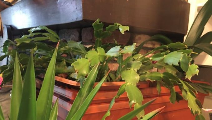 managing-plants image