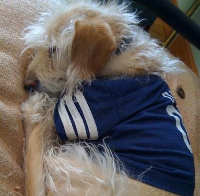 meet-my-teacher image